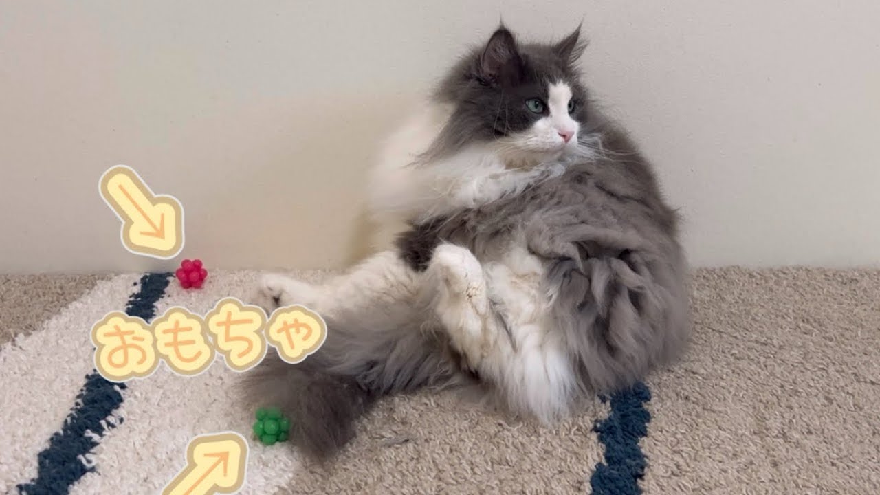 【ばあばからのプレゼント🎁】どこに跳ねるかわからないボールで遊んでみた！！！！ターキッシュアンゴラとノルウェージャンフォレストキャット♡
