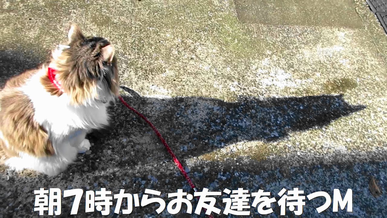 目指せモモ20歳⭐～ミルクさん初めての○○のお友達🐕💞🐈～＃ノルウェージャンフォレストキャット＃スキッパーキ＃Schipperke＃＃犬と猫の友情