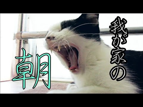 【4匹の猫達と暮らす人間】出勤前に癒しを求めて･･･