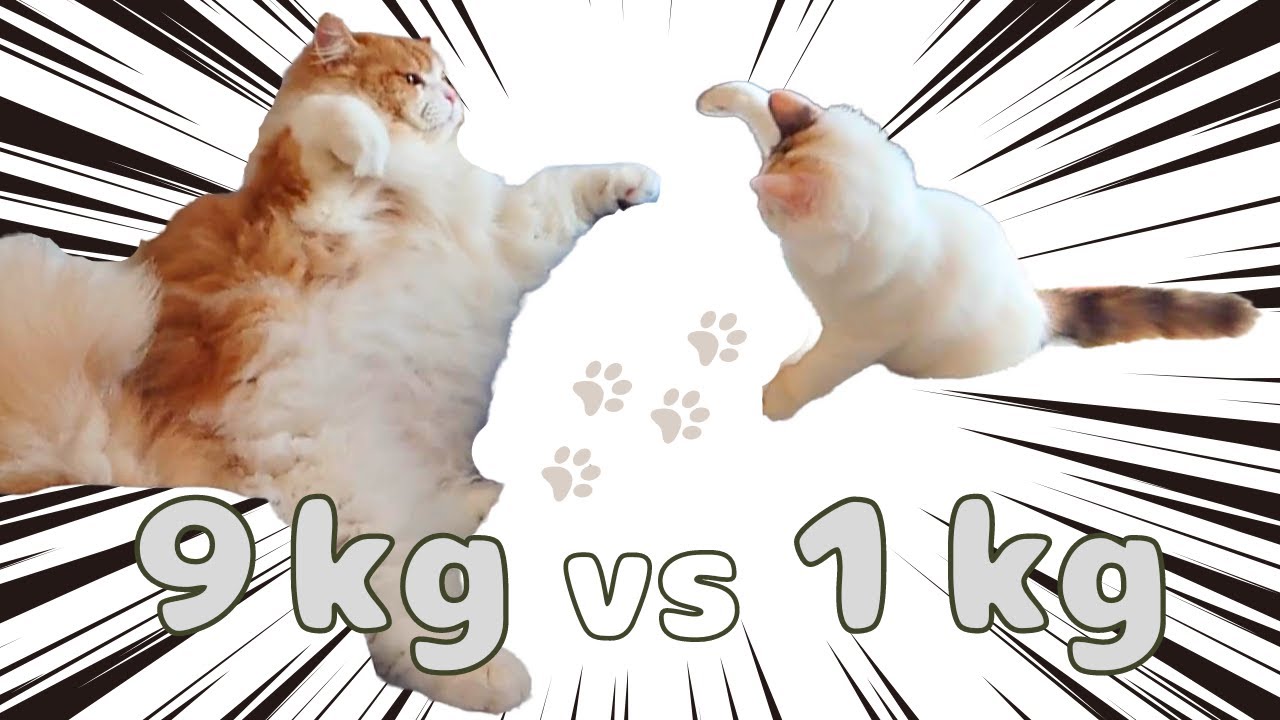 9kgの巨大猫と戦う子猫【ラガマフィン】【子猫】