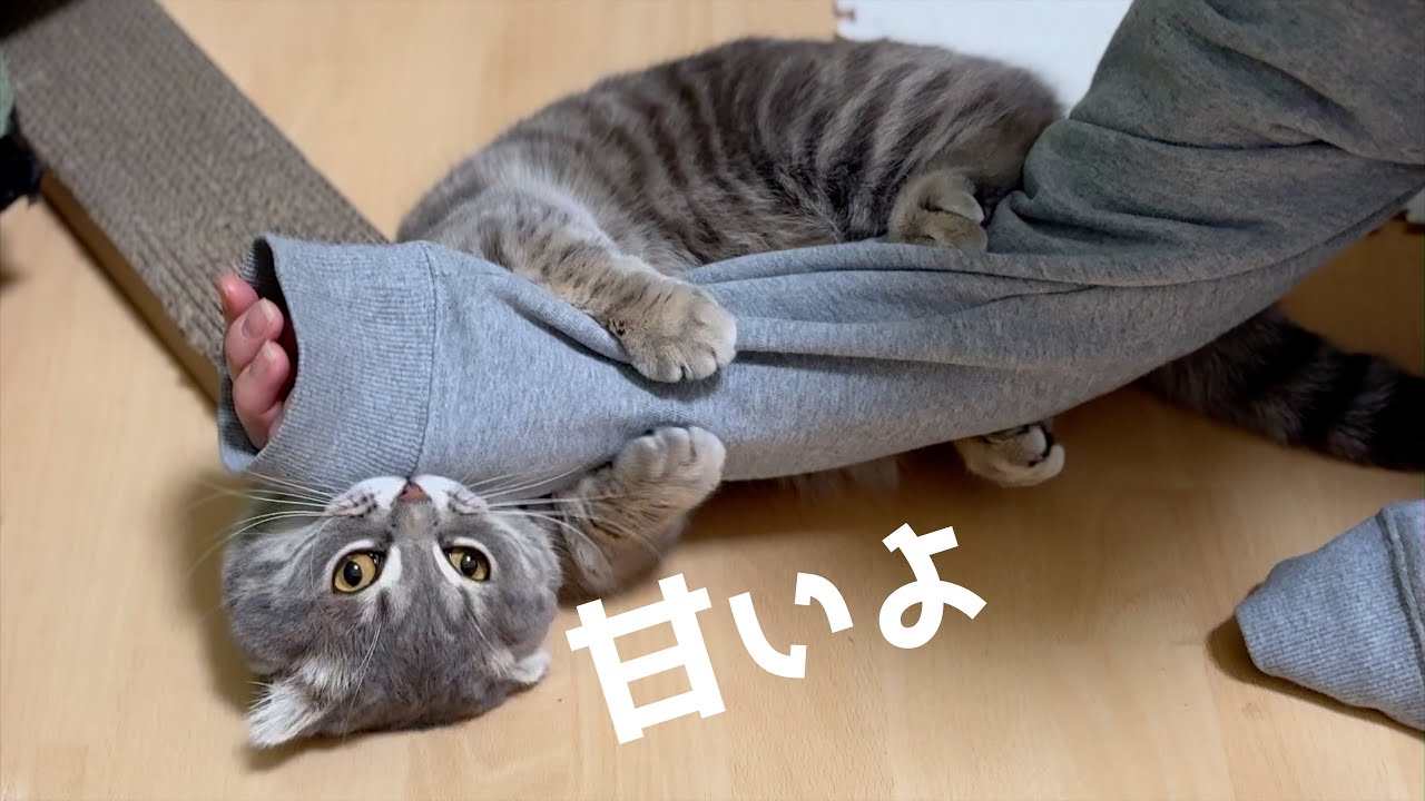 猫に普段食べないご飯をこっそり食べさせようとした結果... [マンチカン]