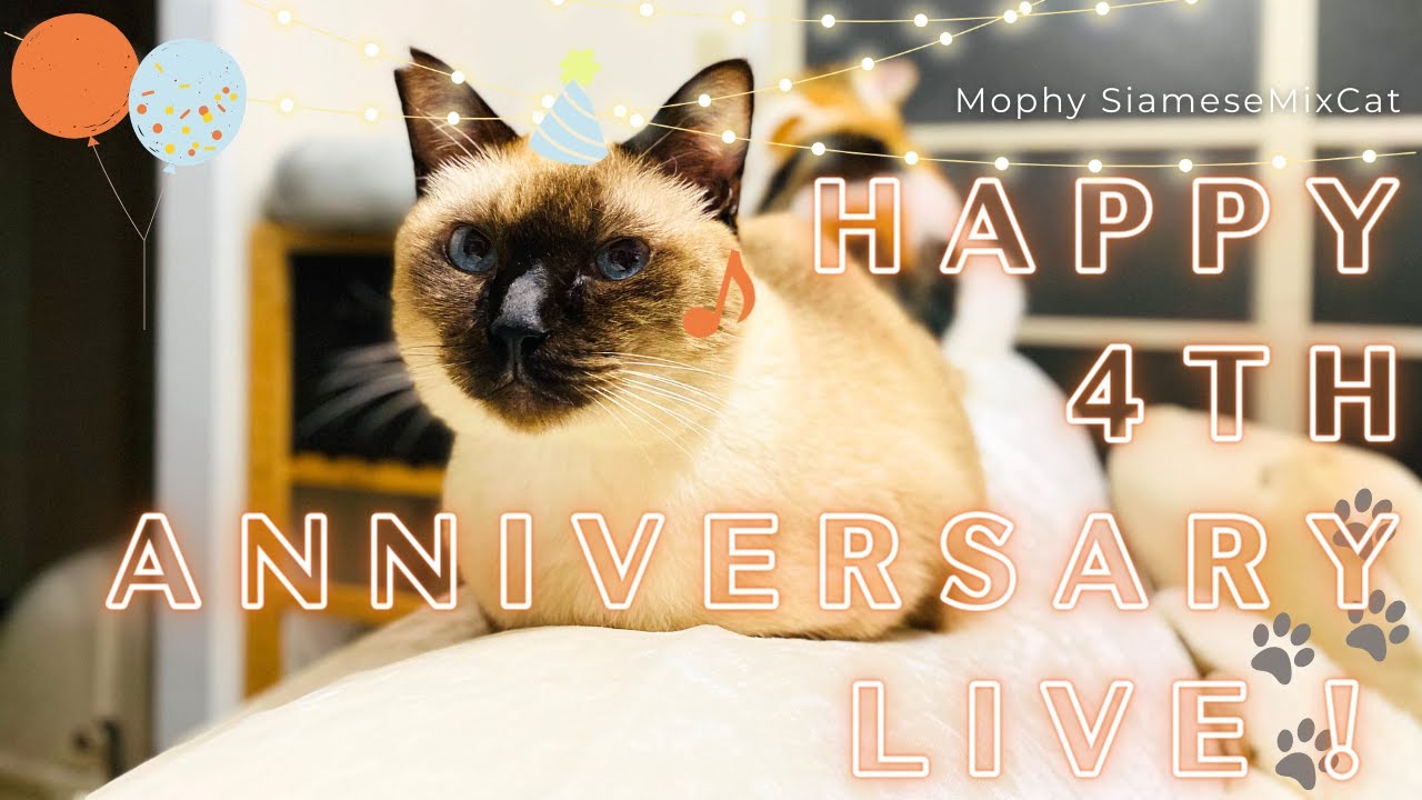 元野良の保護猫モフィお迎え４周年記念生放送！おリッチなおやつをご用意致しました【シャム猫/シャムミックス＆北欧猫/ノルウェージャンフォレストキャット】#cat #japanesecat