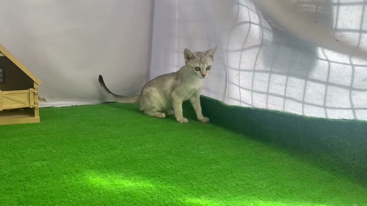 シンガプーラ 父キング　母サラ