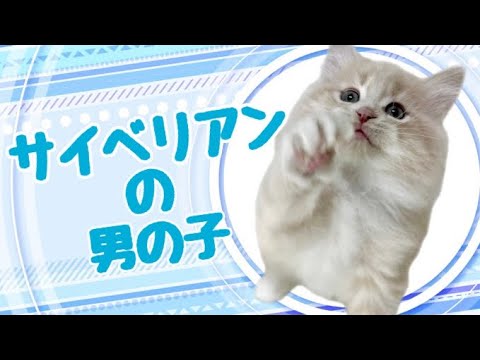 サイベリアンの子猫　（和歌山）