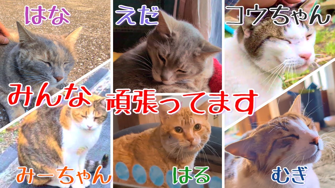 コウちゃん・みーちゃん・はる、皆がんばりました。同時に、えだの体調不良も