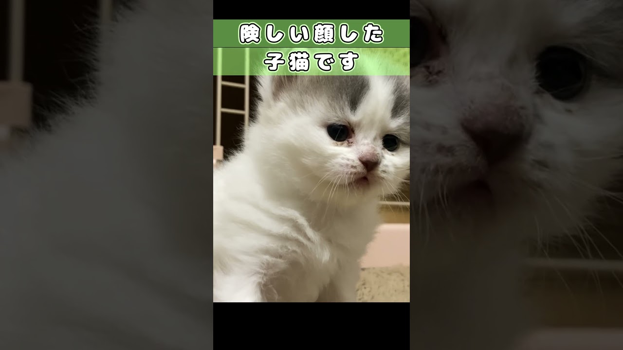 【よちよち歩きの子猫】　歩けるようになりました　#shorts　#ラガマフィン　#子猫