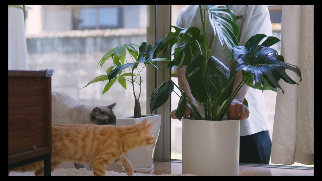 暖かくなってきたので観葉植物の植え替えをしました
