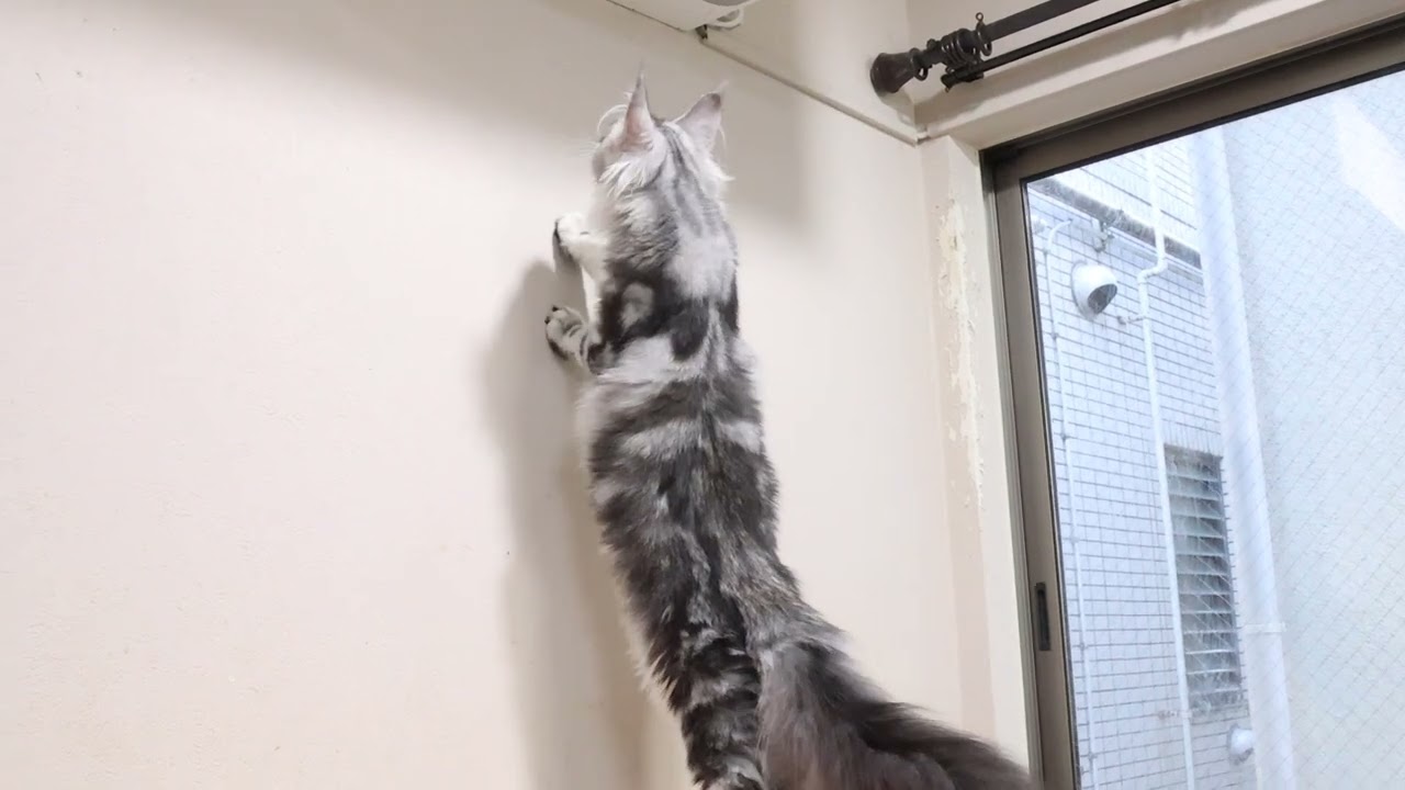 シルバーのキュートなメインクーンモニカちゃん