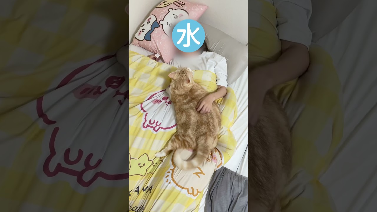 #猫 #ねこ #ブリティッシュショートヘア #スコティッシュフォールド #可愛い猫 #猫動画 #cat