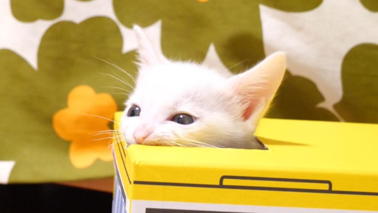 バスの中で子猫の帰りを待つ【赤ちゃん猫　保護猫】