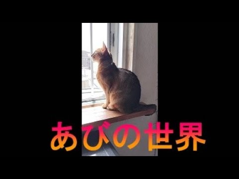 ネコ動画あび＃3401　あびの毎日　アビシニアン　あび