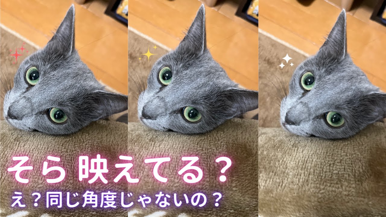 【猫ロシアンブルー】自分が映えてるかチェックする そらちゃん✨