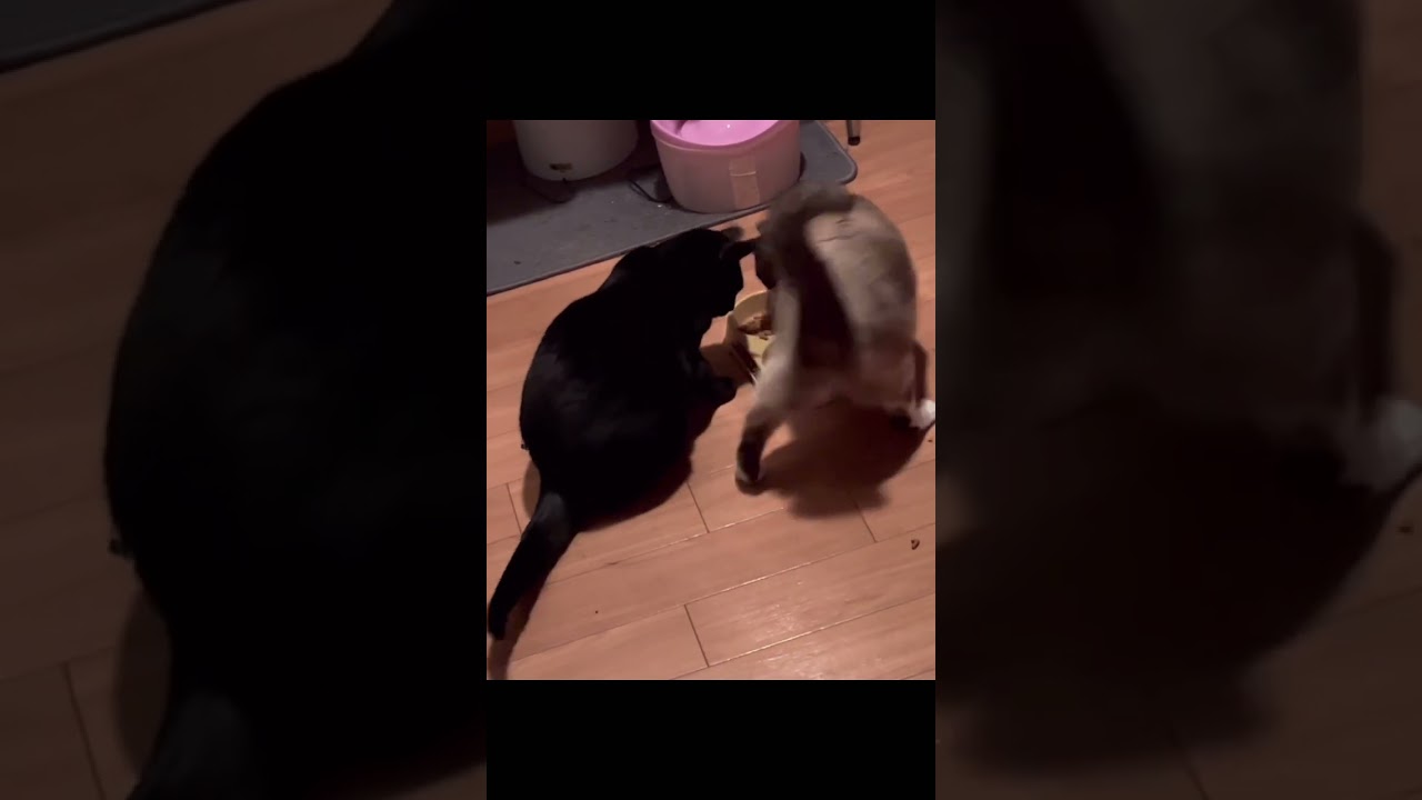 普段は仲良し猫達だが…食い意地には勝てないシャム系猫…