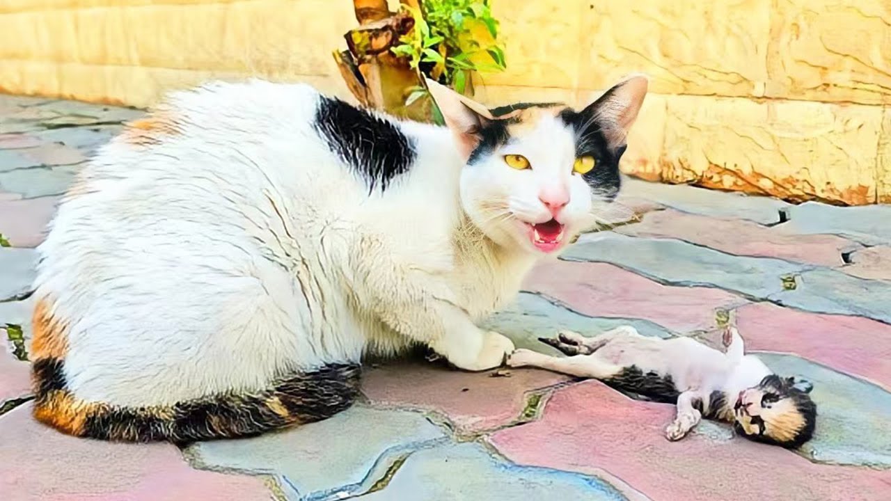 瀕死の子猫を男性のところへ連れてきた母猫。怯えながらも人間の助けを求め、母性愛の偉大さに涙が溢れる【感動】