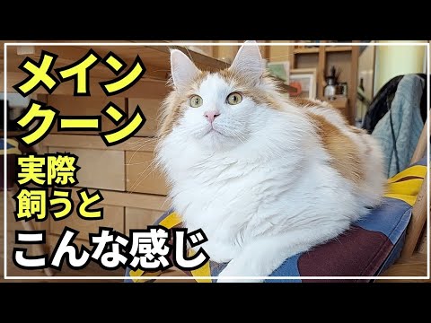大型猫が普通に居る生活丨大型猫の深夜の過ごし方【メインクーン】