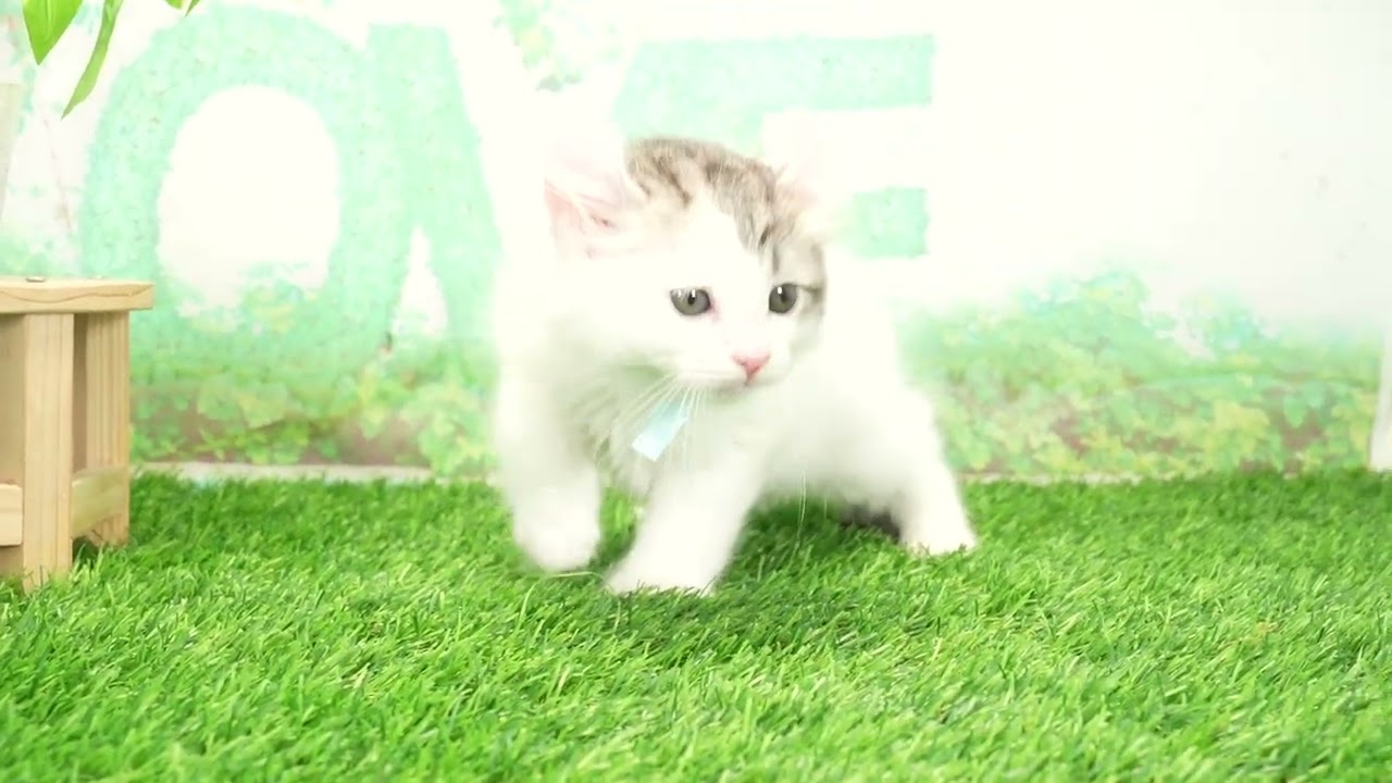 Coo&RIKU　No00671995 アメリカンカール