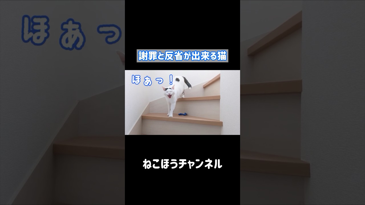 日本語で謝罪と反省が出来る天才猫 #shorts