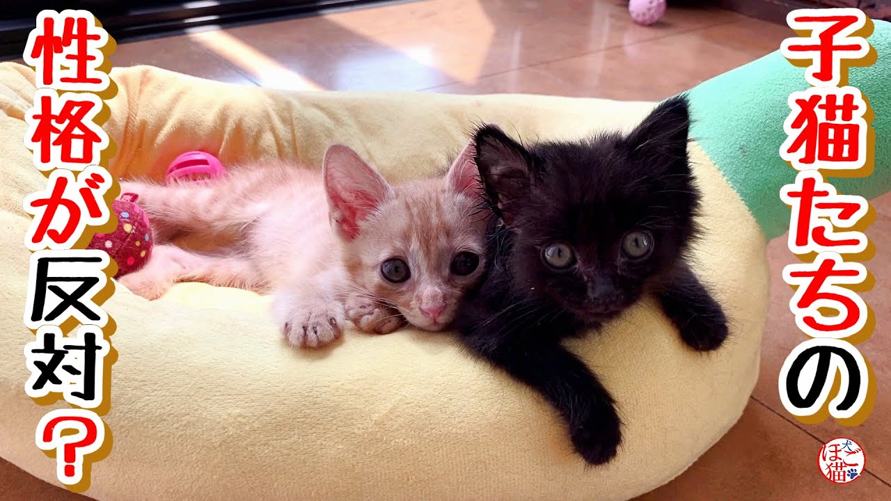【子猫 保護】性格が正反対だった子猫達＋おまけコーナー