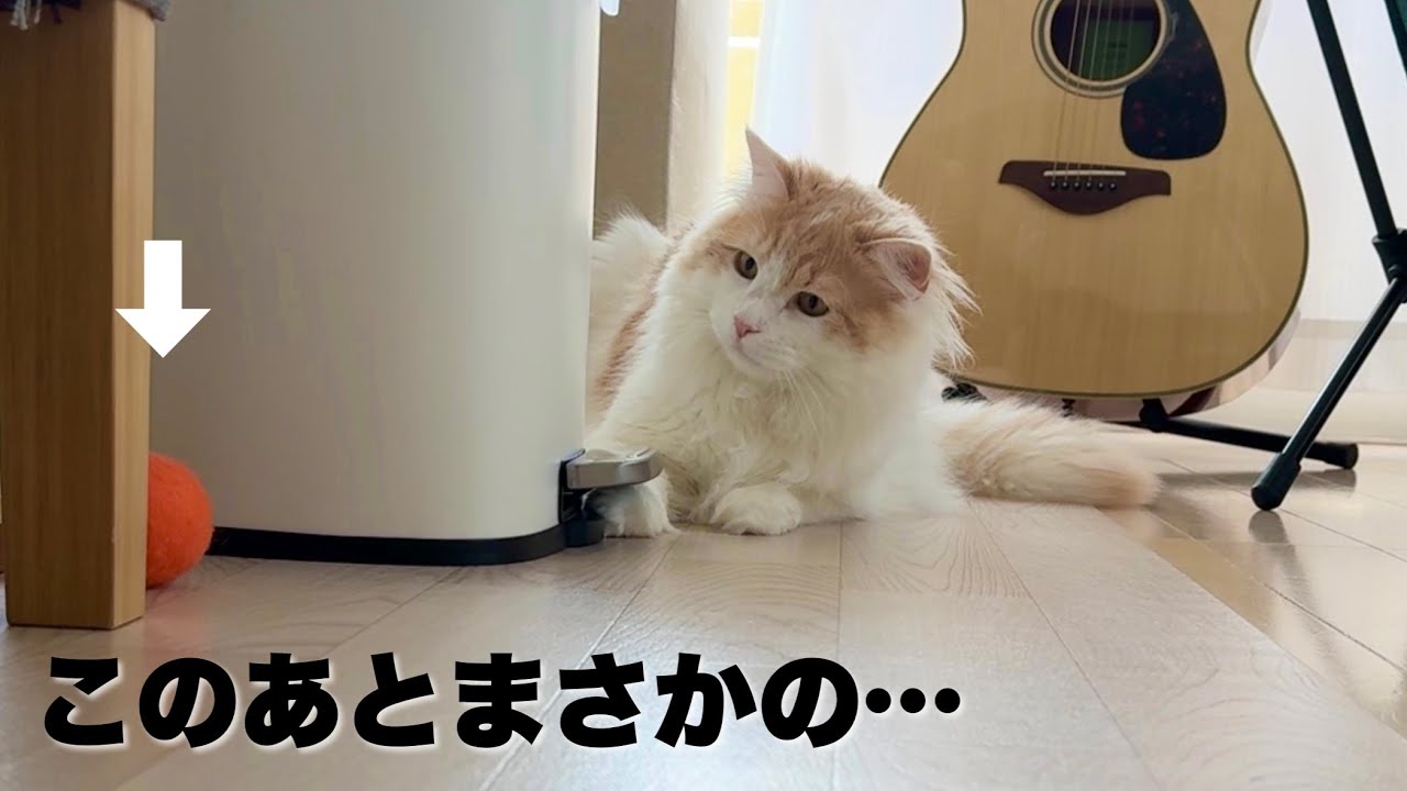 ボールをねらう猫を観察してたら面白すぎました（笑）