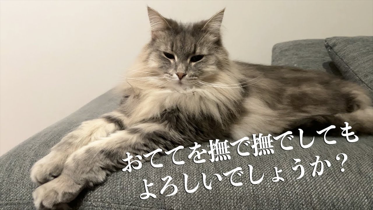 飼い主の皆様、猫シャルハラスメントに気をつけましょう。ノルウェージャンフォレストキャット