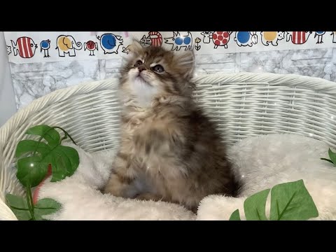 サイベリアン♀2403F0131