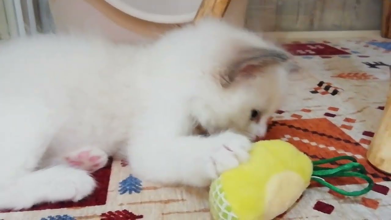 ラグドール　女の子　2024/2/8生まれ