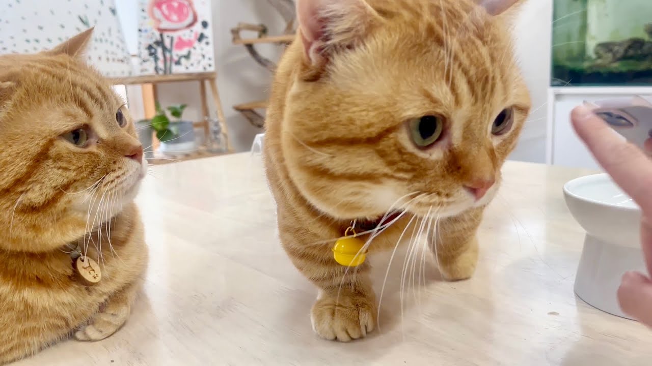 茶々パパとぽちゃくん #猫 #マンチカン