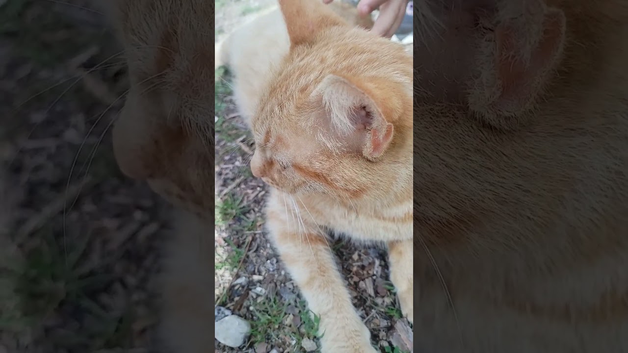 "Manja"cat#youtubeshorts #shortsvideo