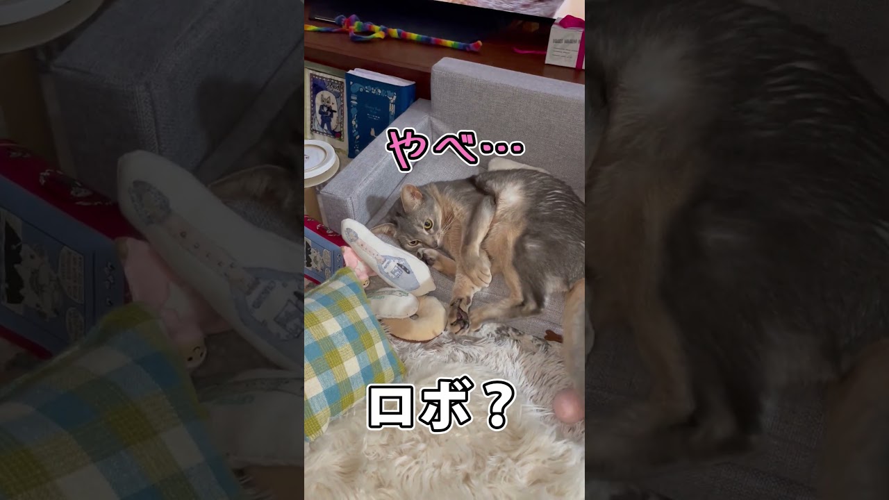 うちの猫さんはロボだった笑 #shorts #猫 #アビシニアン
