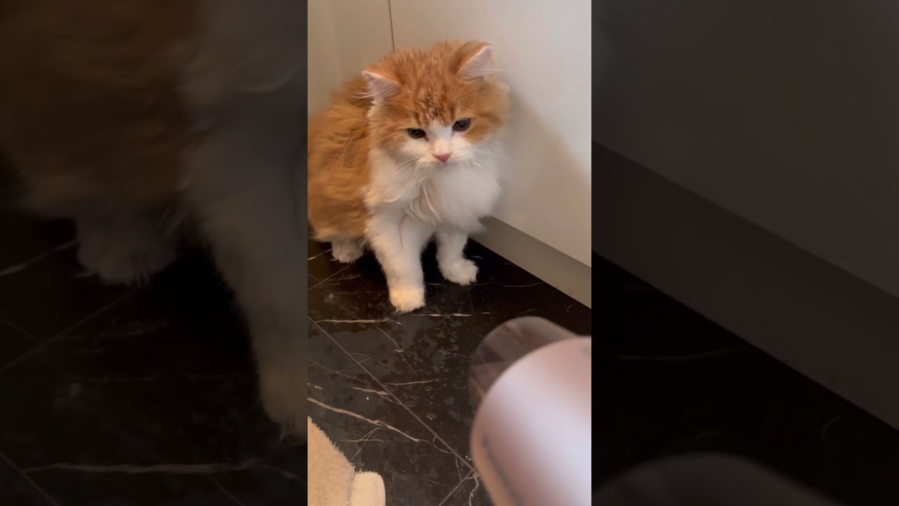 シャンプー後可愛い子猫にドライヤーしたら渾身の猫パンチされた件 #shorts  #子猫 #猫パンチ