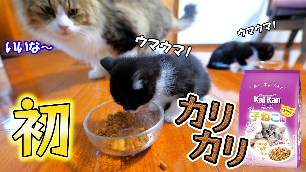 生まれて初めてカリカリフードを食べた子猫達の興奮ぶりが凄すぎた🐈🐈💨【仲良し子猫姉妹の成長記録】