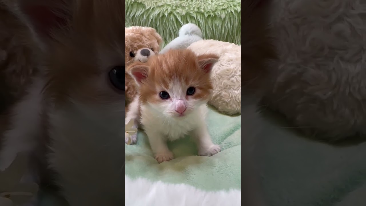 ノルウェージャンフォレストキャット キラキラオレンジのキュートな女の子🧡（毛色：レッドクラシックタビーアンドホワイト）