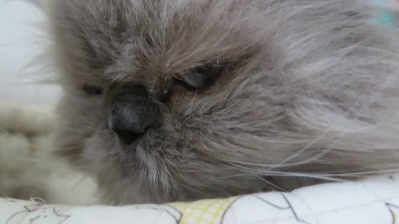 ヒマラヤンの猫☆てんちゃん17歳8か月