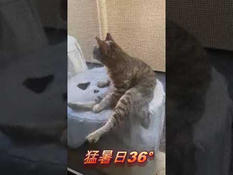 【Extremely Hot Day】７#shorts