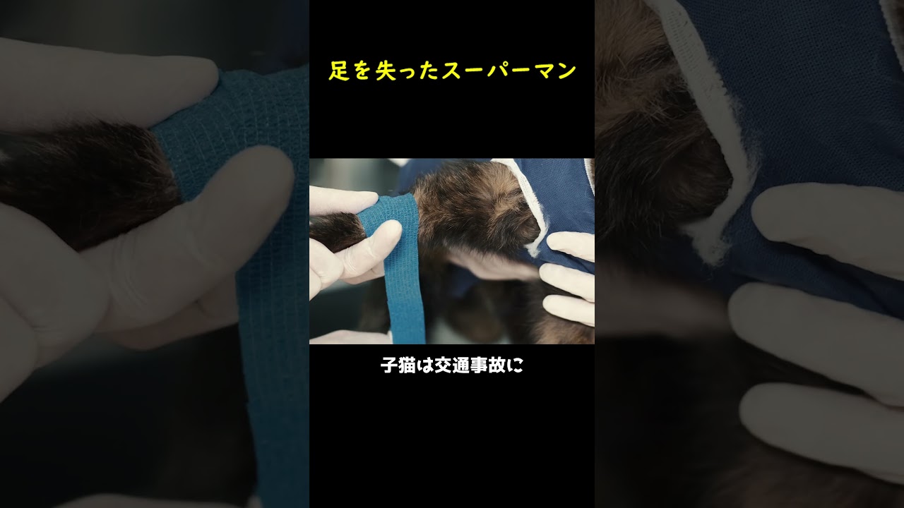 後肢を失ったスーパーマン！🐈