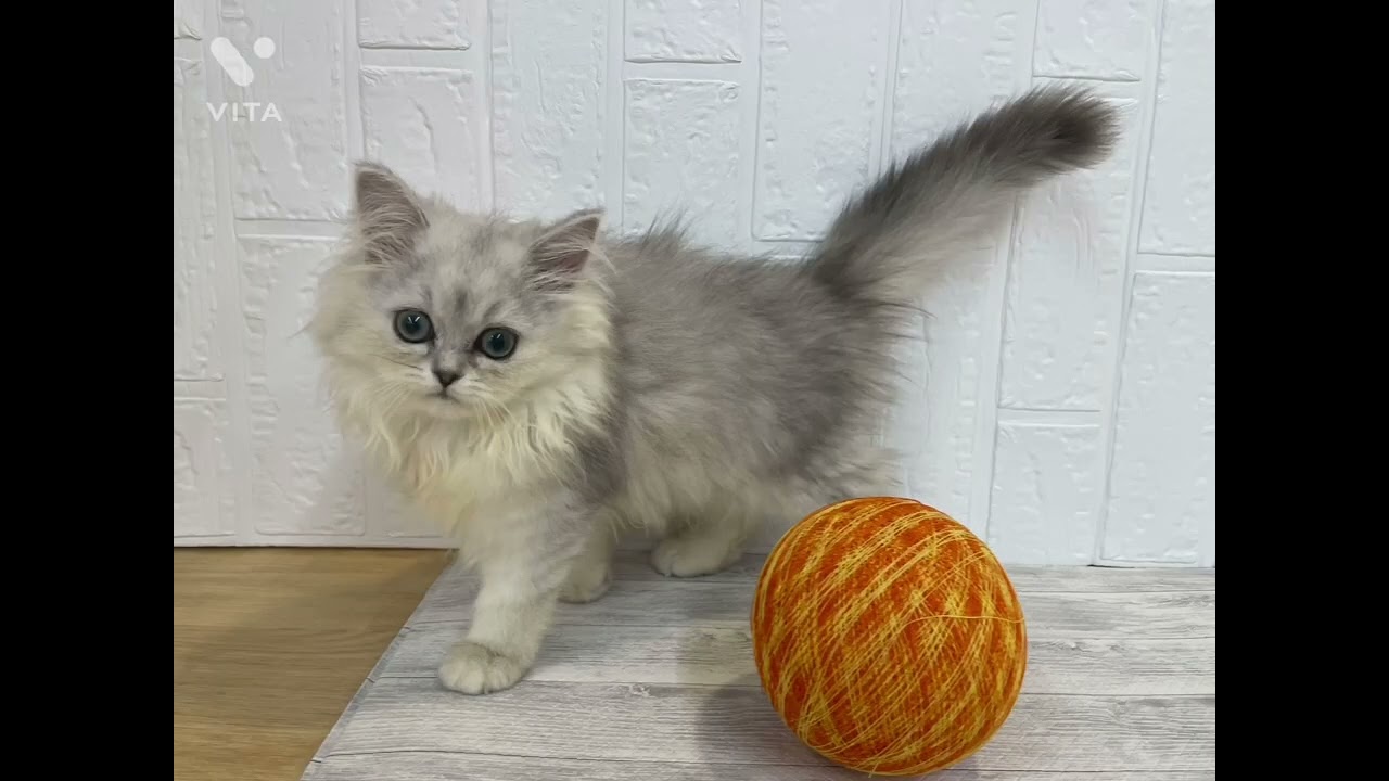 【マルワン横浜 港北NT店】ゴージャスな美猫のペルシャちゃん♪
