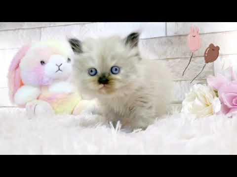 【春の特別大セール】ヒマラヤン♡美人なお顔のきれいな女の子♡