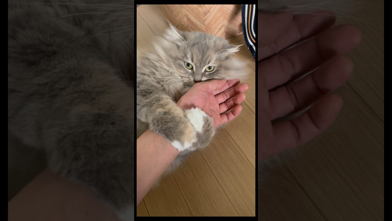 パパの手に噛み付いて離さない猫#サイベリアン #shorts
