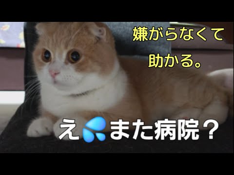 良かれと思ってた😔水分補給が…😓可哀想な思いをさせました。…77おもち♂️[スコティッシュ] しらす♀️[アメショ]