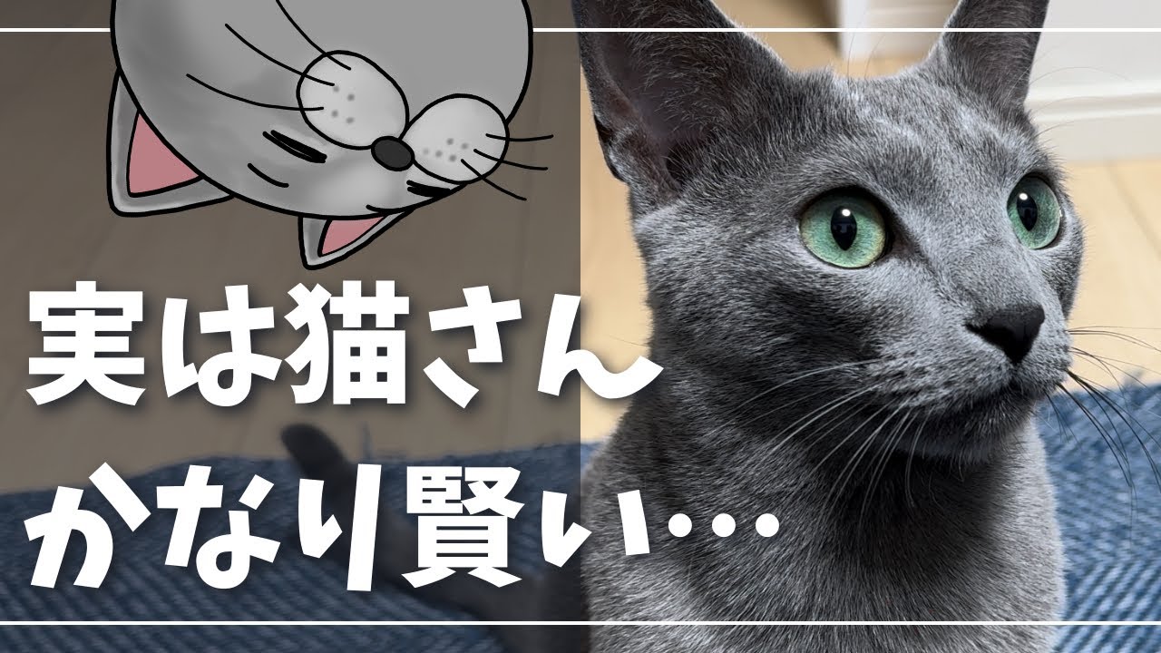 どうせこの後またたび振ってくるんだろと見切る猫【ロシアンブルー】