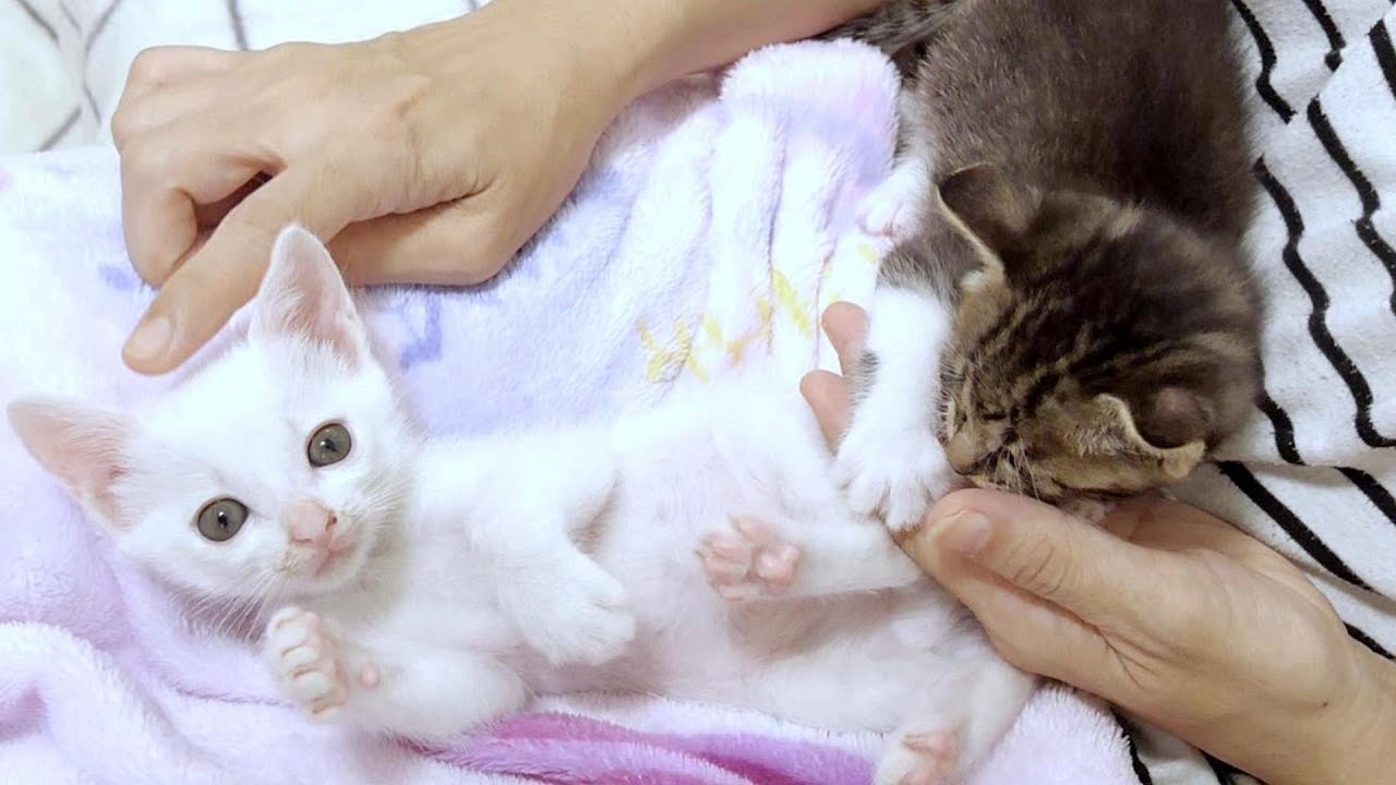 キジ子猫の攻撃に思わず「やめてー」と叫ぶ白子猫がかわいくて笑ってしまいました【赤ちゃん猫　保護猫】