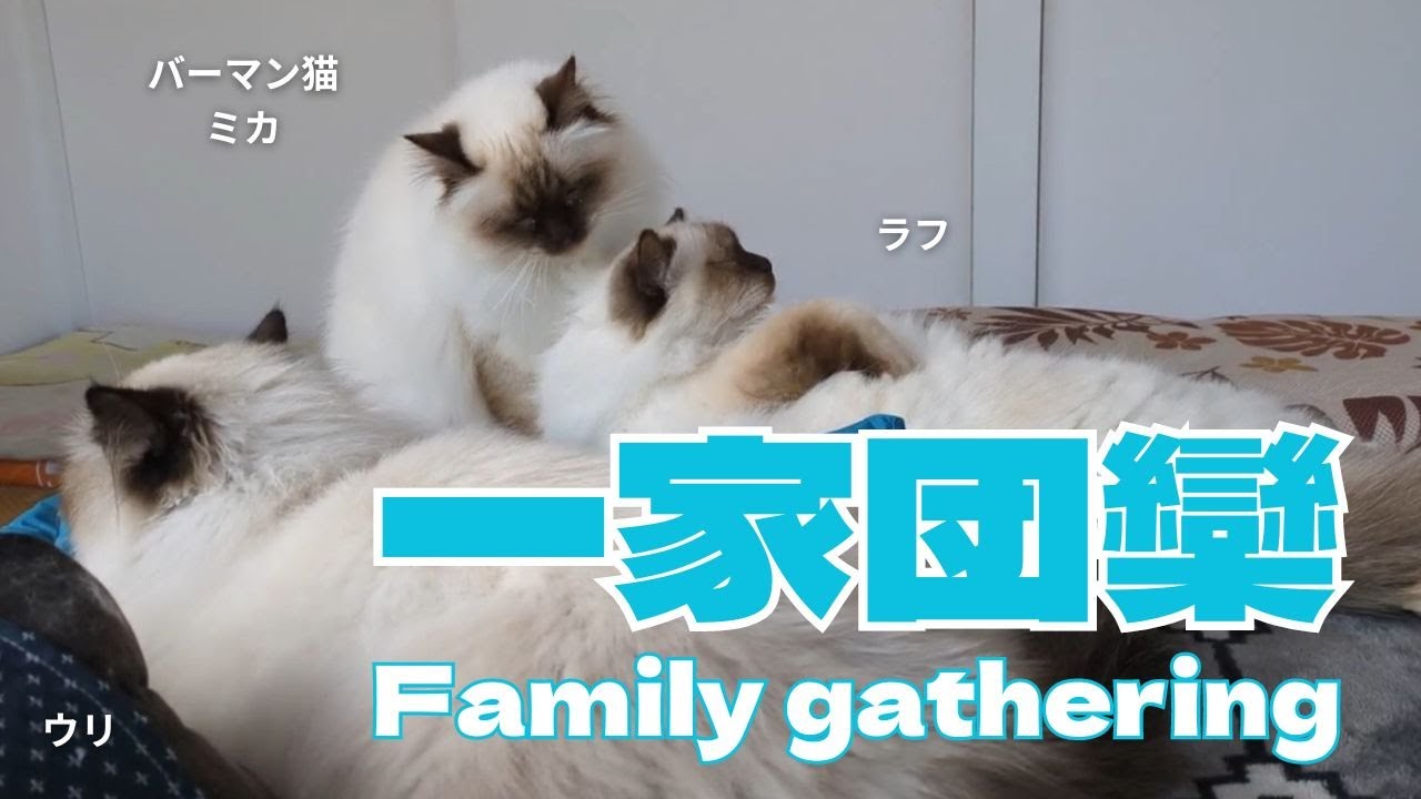 バーマン猫ミカとラフとウリとガブ【一家団欒】Family gathering（バーマン猫）Birman/Cat