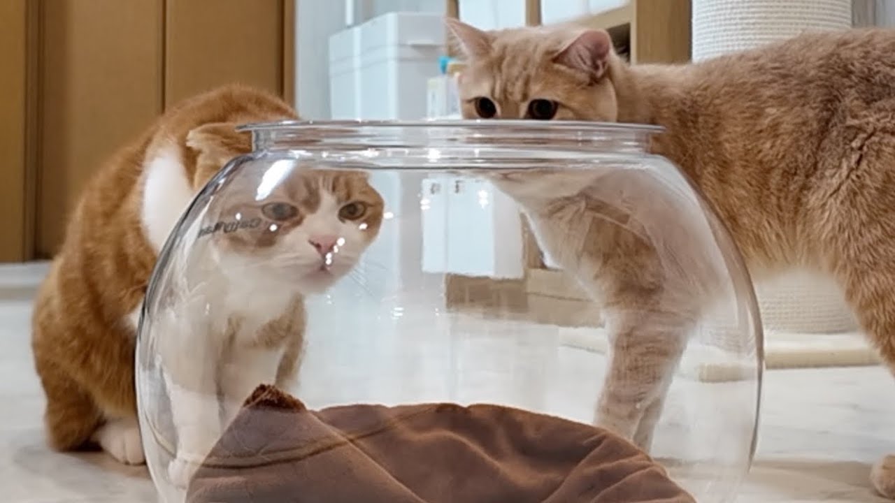 【新しい猫グッズ】遊ぶか壊すかは猫次第