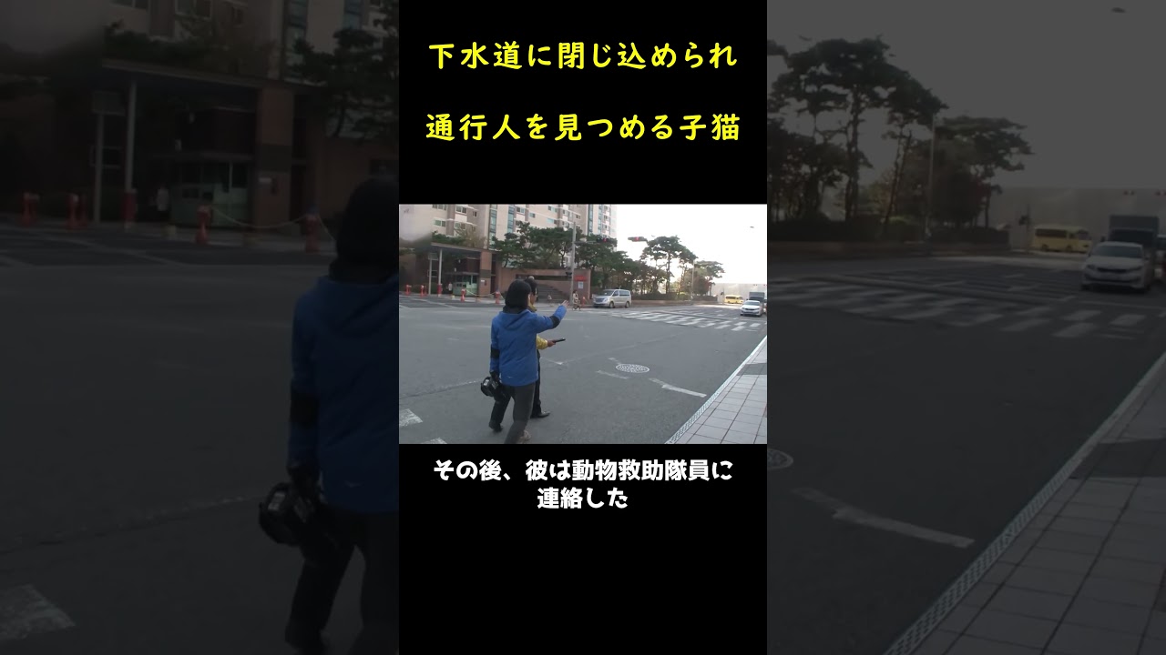 隙間から通行人を見つめる子猫！