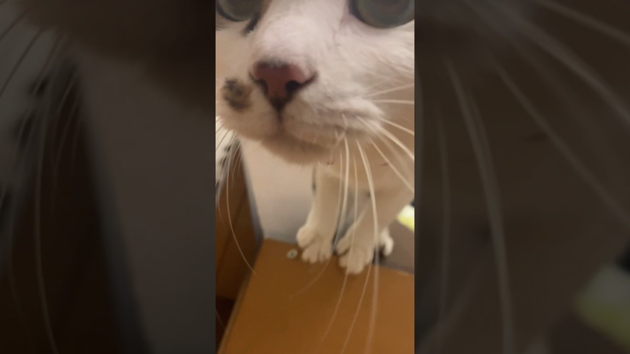 甘えんぼ猫の朝のおいでおいで😸アメショあおいwhitecat【猫動画】