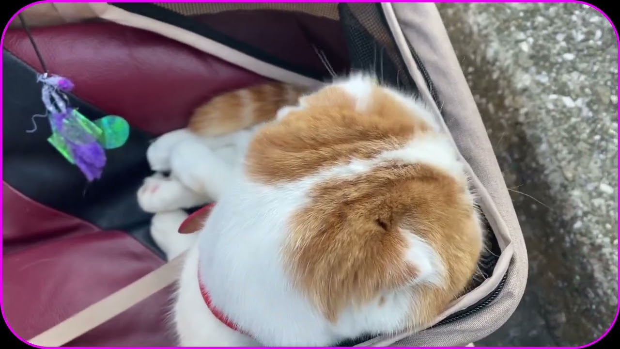 お花見しましょう♪中目黒川へGO〜スコティッシュねこのマリオより❤️