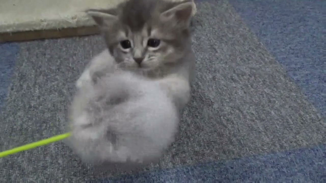 ソマリ 兄妹元気にすくすく育っています。