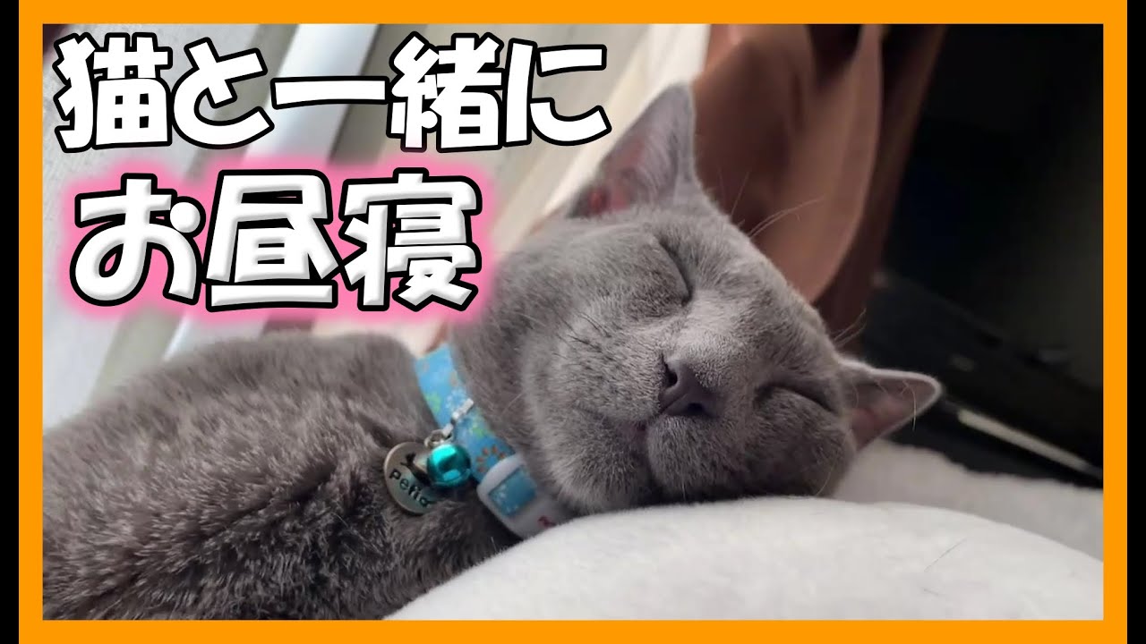 高貴な猫さんと一緒にお昼寝してみた【ロシアンブルー】