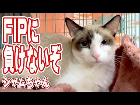 シャム、わらび、てんてん検査に行ってきます【保護猫ハウス日記】FIPに負けないぞ