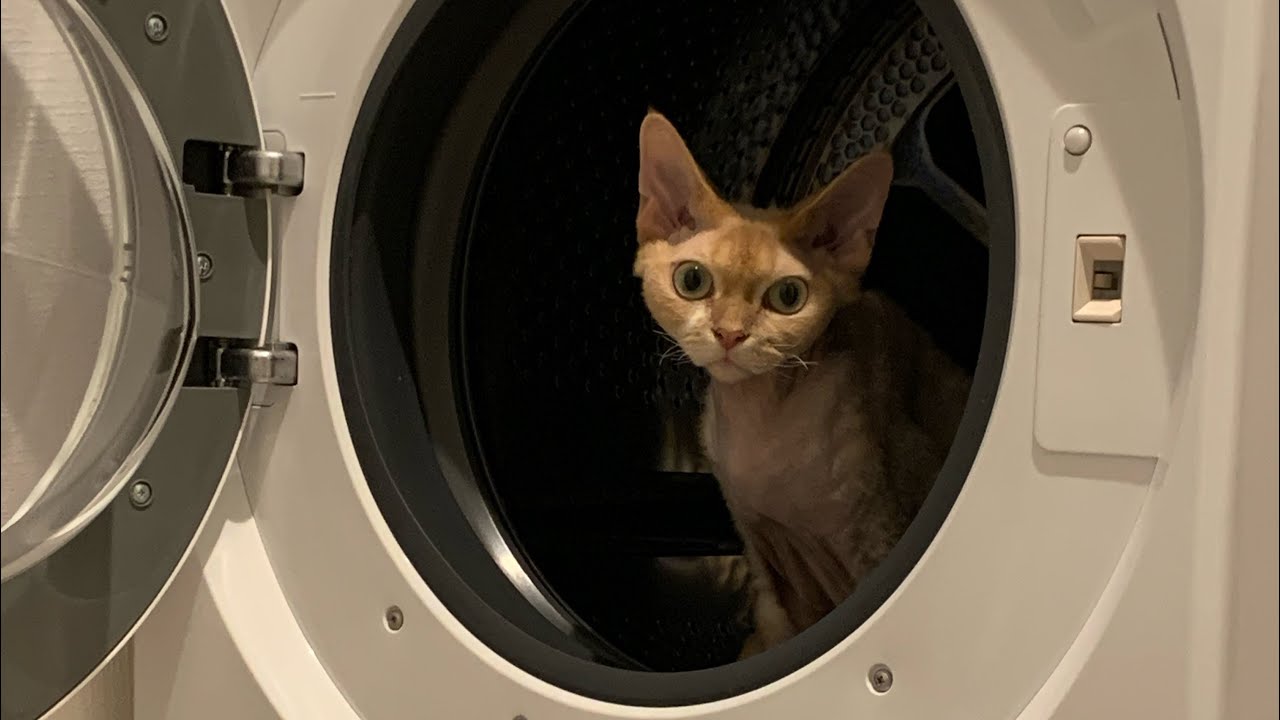 デボンレックス兄は洗濯機に興味津々です(Devon Rex cat interested in a washing machine)